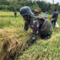 Dukung Ketahanan Pangan, Satgas Pamtas Kewilayahan RI-PNG Yonif 410/Alugoro Panen Raya Padi Bersama Masyarakat