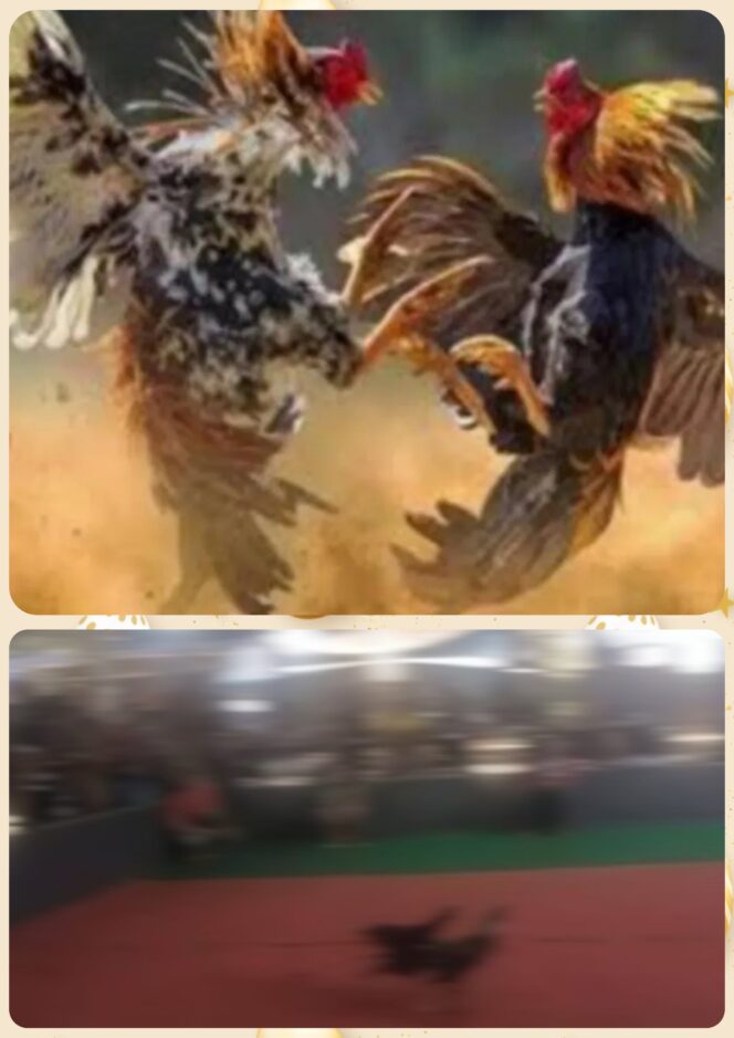 
					Warga Karanggayam Keluhkan Kebisingan, Perjudian Sabung Ayam dan Dadu Tak Tersentuh Penindakan**