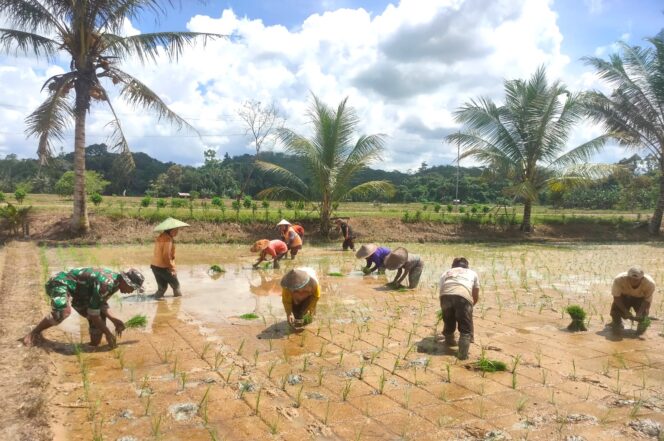 
					Wujudkan Ketahanan Pangan di Wilayah, Babinsa Bersama PPL Turun ke Sawah