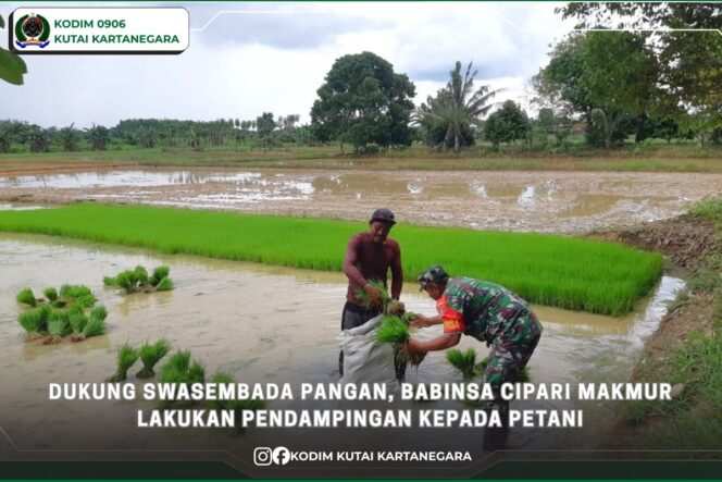 
					Dukung Swasembada Pangan, Babinsa Cipari Makmur Lakukan Pendampingan Kepada Petani