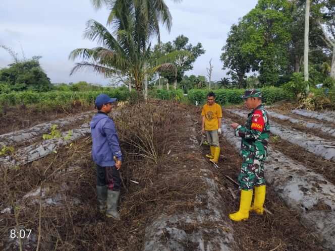 
					Sinergi Babinsa dan Petani: Lahan Cabai 3 Borong Mulai Disiapkan di Tabu Darat Hulu