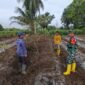 Sinergi Babinsa dan Petani: Lahan Cabai 3 Borong Mulai Disiapkan di Tabu Darat Hulu