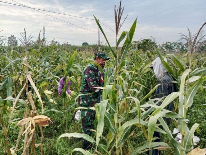 
Serka Nyoman Babinsa Koramil Pajarakan Dampingi Warga Panen Jagung