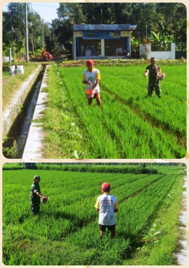 
					Babinsa Slorok Serma Sutrisno Melaksanakan Pemupukan Padi Bersama Kelompok Tani