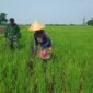 Dari Sawah Desa Sukokerto, TNI AD Perkuat Ketahanan Pangan Daerah