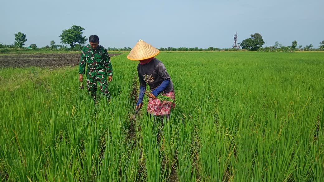 Dari Sawah Desa Sukokerto, TNI AD Perkuat Ketahanan Pangan Daerah