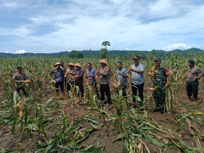 
Dukung Ketahanan Pangan, Babinsa Koramil 1505-02/Wasile Hadiri Panen Raya Jagung