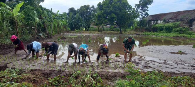 
Babinsa Wonoasih Dukung Swadaya Pangan Nasional, Dampingi Warga Tanam Padi di Jrebeng Kidul