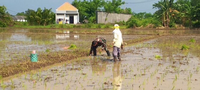 
Kodim 0820/Probolinggo Perkuat Sektor Pertanian Melalui Pendampingan Tanam Padi
