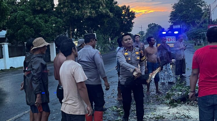 Polres Probolinggo Bersama BPBD Evakuasi Pohon Tumbang di Jalur Pantura Paiton