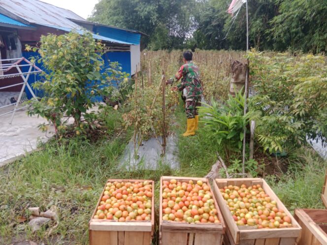 
Babinsa Sertu Supono Turun ke Kebun, Bantu Warga Panen Tomat