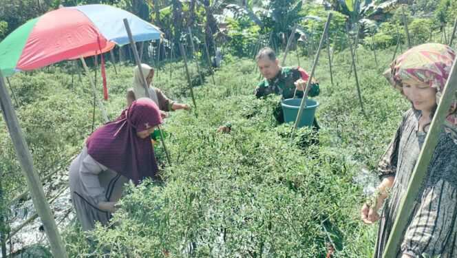
Babinsa Hadir di Tengah Petani, Panen Cabe Jadi Bukti Kemanunggalan TNI–Rakyat