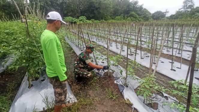 
Babinsa Koramil 1008-06/Banua Lawas–Pugaan Dampingi Petani Tomat dan Cabai di Desa Pampanan