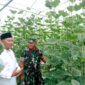 Serma Ismail Hadiri Peresmian TJSL Green House Cahaya Cendekia Farm di Desa Glagah Pakuniran Serma Ismail Hadiri Peresmian TJSL Green House Cahaya Cendekia Farm di Desa Glagah Pakuniran