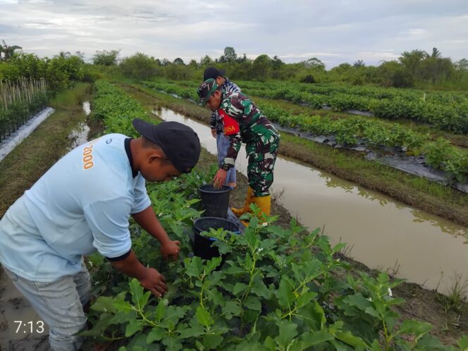 
Babinsa Hadir di Tengah Petani, Bantu Rawat Kebun Sayur Desa Tabu Darat