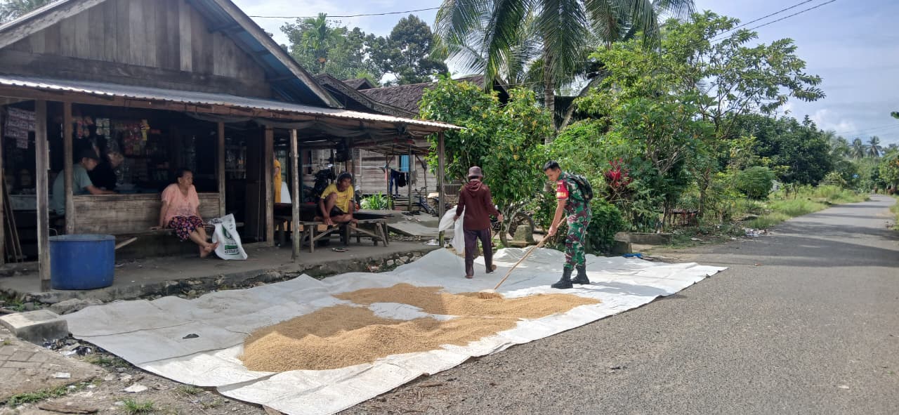 Wujud Kemanunggalan TNI-Rakyat, Babinsa BAS Bantu Petani Jemur Padi
