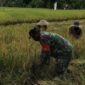 Pendampingan Panen Padi, Babinsa Koramil 1002-03/Haruyan Dukung Swasembada Pangan Pendampingan Panen Padi, Babinsa Koramil 1002-03/Haruyan Dukung Swasembada Pangan