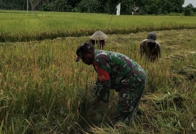 Pendampingan Panen Padi, Babinsa Koramil 1002-03/Haruyan Dukung Swasembada Pangan Pendampingan Panen Padi, Babinsa Koramil 1002-03/Haruyan Dukung Swasembada Pangan