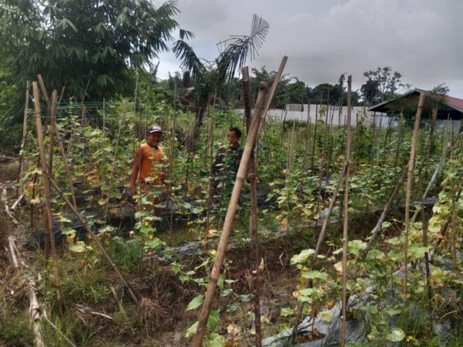 
Babinsa dan Petani Bersinergi, Ketahanan Pangan di Labuan Amas Utara Makin Kuat