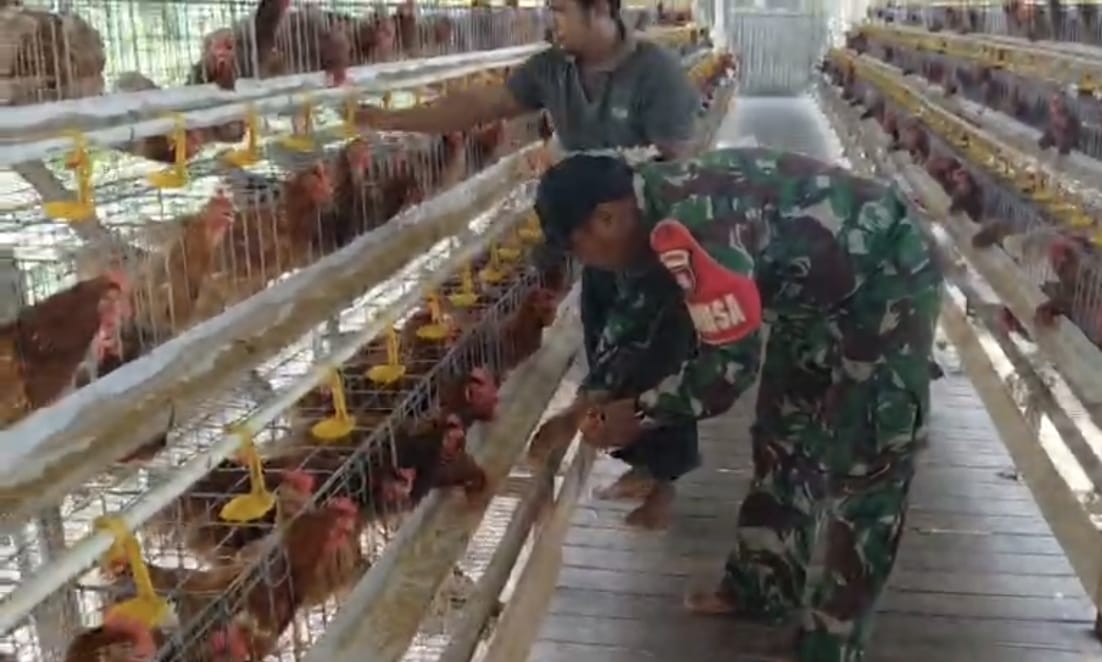 Babinsa Koramil Pandawan Aktif Dampingi Usaha Ternak Ayam Petelur BUMDes