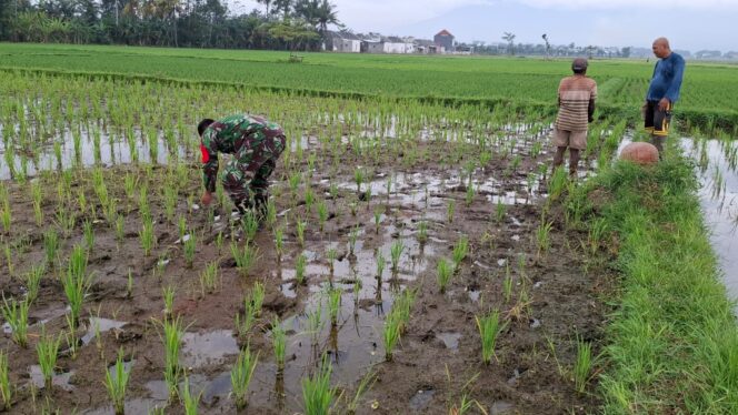 
Antisipasi Darurat Pangan Nasional, Koramil Gading Melakukan Pendampingan