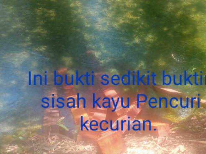 
Miris, Diduga Kuat  Pencuri Kayu Di Hutan Cagar Alam Kecurian Lagi Bantalannya, Sudah Menjadi Tradisi.