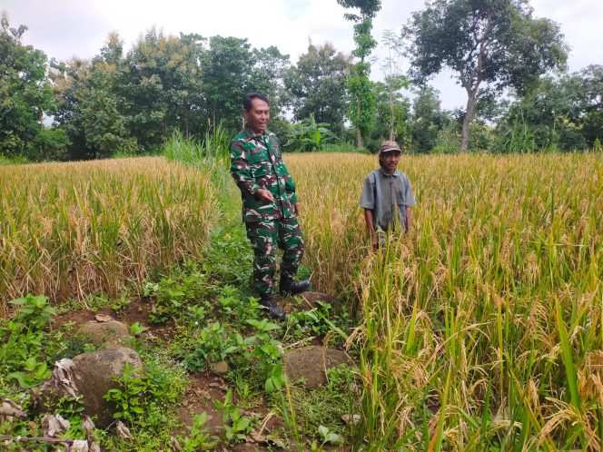 
					Dukung Dan Sukseskan Gerakan Antisipasi Darurat Pangan Nasional, Koramil Kuripan Dampingi Petani Wilayah Binaan