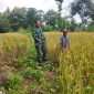 Dukung Dan Sukseskan Gerakan Antisipasi Darurat Pangan Nasional, Koramil Kuripan Dampingi Petani Wilayah Binaan