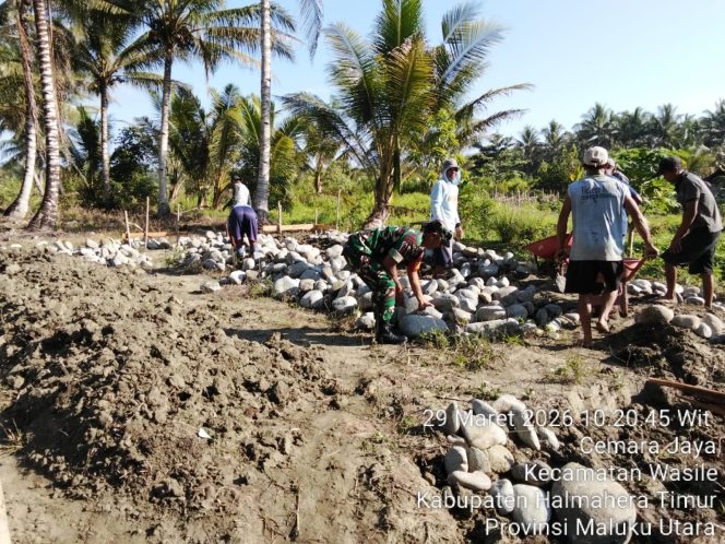 
Wujud Kepedulian, Babinsa Kodim 1505/Tidore Gotong Royong Bantu Pembangunan Rumah Warga