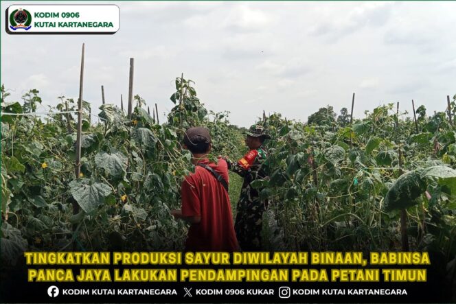 
Tingkatkan Produksi Sayur Diwilayah Binaan, Babinsa Panca Jaya Lakukan Pendampingan Pada Petani Timun