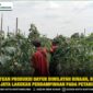 Tingkatkan Produksi Sayur Diwilayah Binaan, Babinsa Panca Jaya Lakukan Pendampingan Pada Petani Timun
