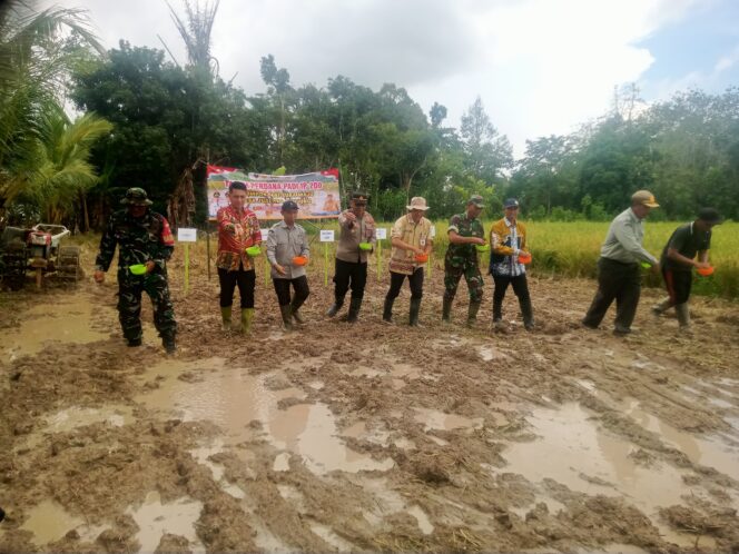 
Dukung Ketahanan Pangan, Pasiops Kodim 1008/Tabalong Hadiri Panen Raya Padi