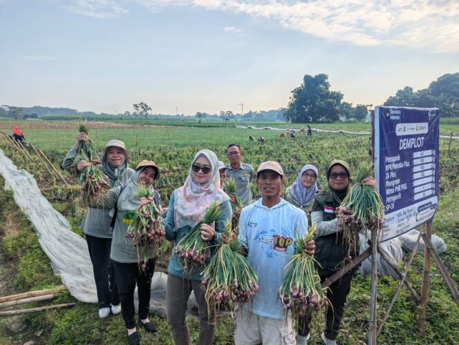 
Program Demplot Jadi Solusi Adaptasi Iklim, Hasil Panen Petani Probolinggo Meningkat Signifikan