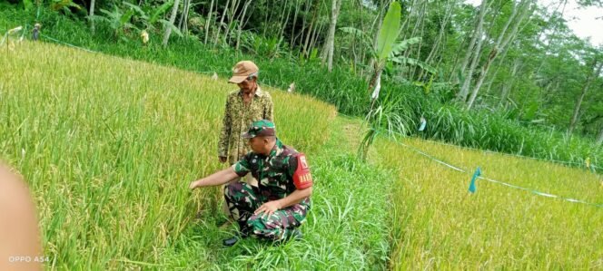 
Dampingi Petani, Babinsa Koramil 0820-24/Tiris Cek Pertumbuhan Tanaman Padi