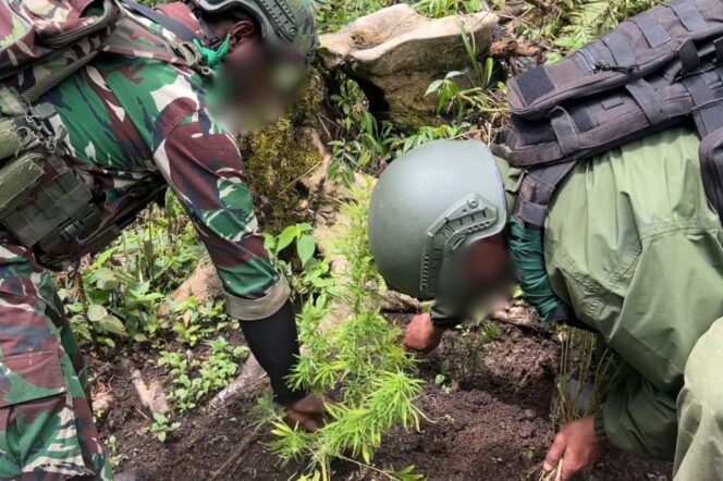 
Satgas Swasembada Berhasil Ungkap Ladang Ganja di Pegunungan Bintang, Puluhan Tanaman Siap Panen Diamankan