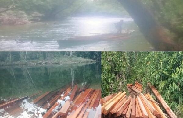 Diminta Presiden RI, Turun Gunung Dugaan Maraknya Pembalakan Liar Di Hutan Cagar Alam, BKSDA, KPH Dan APH Miskram Terikat Tali Pocong.