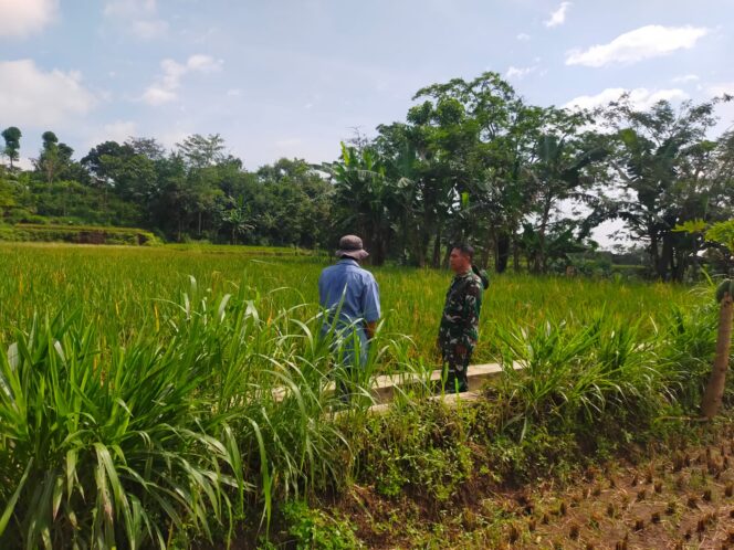 
Dampingi Perawatan Tanaman Padi, Koramil Kuripan Dukung Gerakan Antisipasi Darurat Pangan Nasional