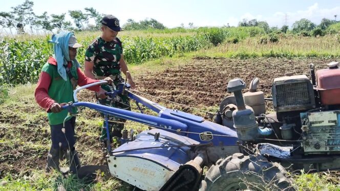 
Dampingi Pengolahan Lahan Pertanian, Bentuk Komitmen Koramil Banyuanyar Sukseskan Swasembada Pangan