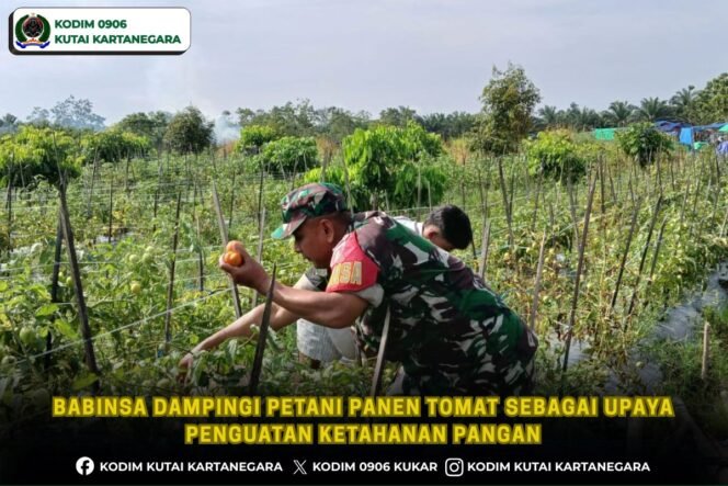 
Babinsa Dampingi Petani Panen Tomat Sebagai Upaya Penguatan Ketahanan Pangan