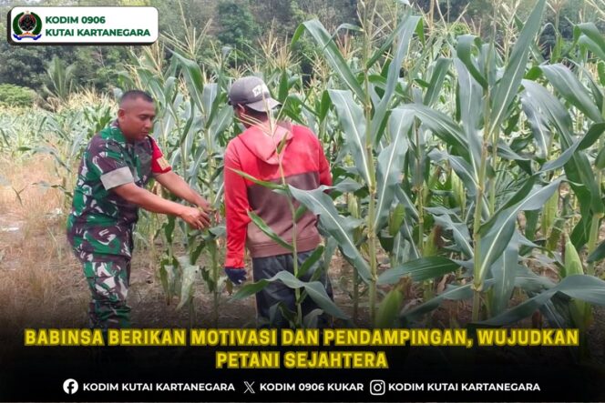 
Babinsa Berikan Motivasi dan Pendampingan, Wujudkan Petani Sejahtera