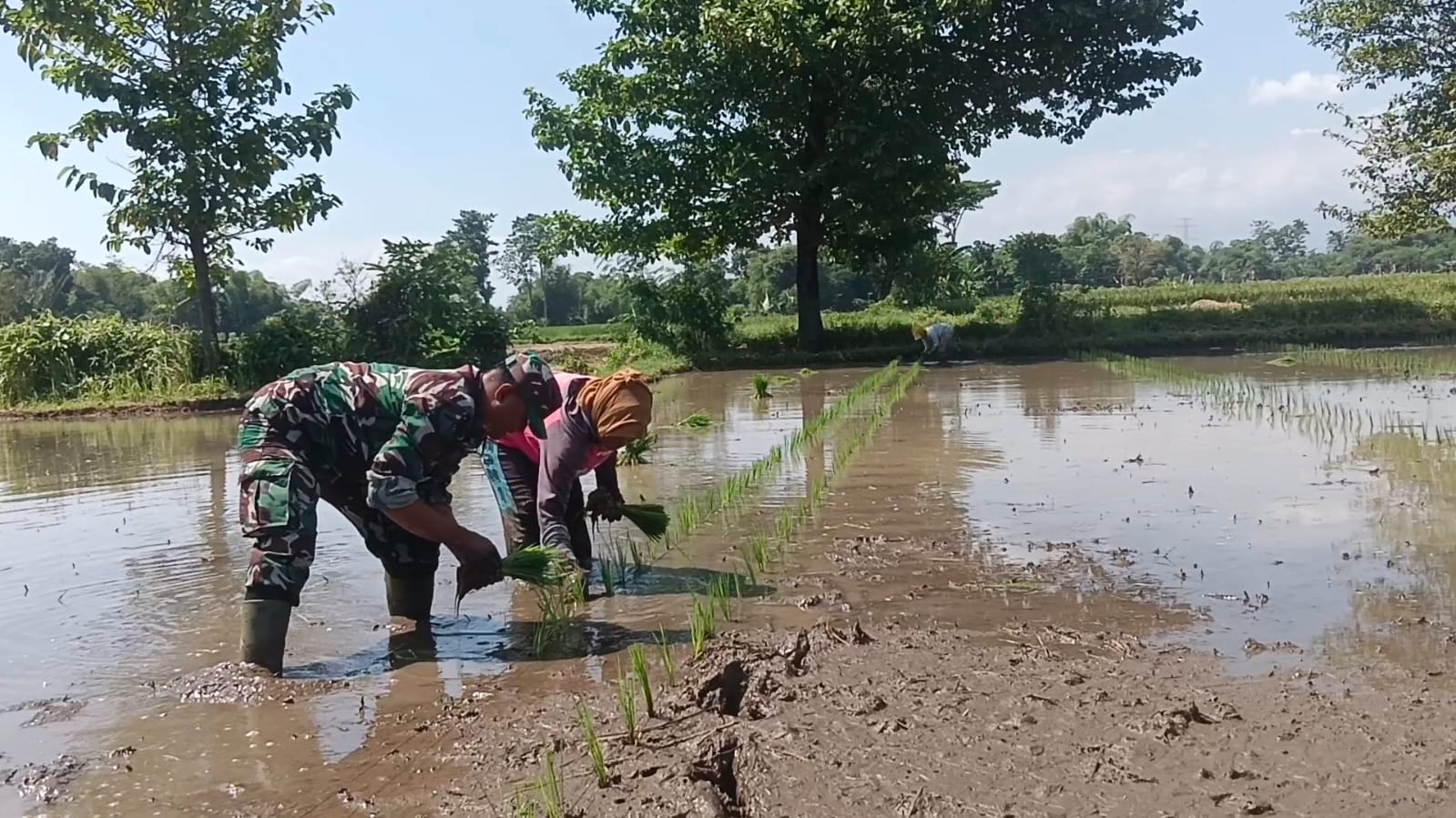 Koramil Banyuanyar Dampingi Proses Tanam Padi Oleh Petani Wilayah Binaan