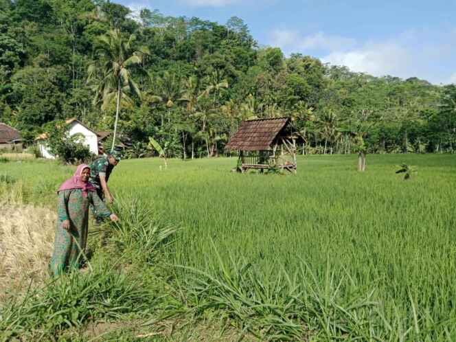 
Koramil Tiris Dampingi Petani Saat Perawatan Tanaman Padi