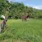 Koramil Tiris Dampingi Petani Saat Perawatan Tanaman Padi