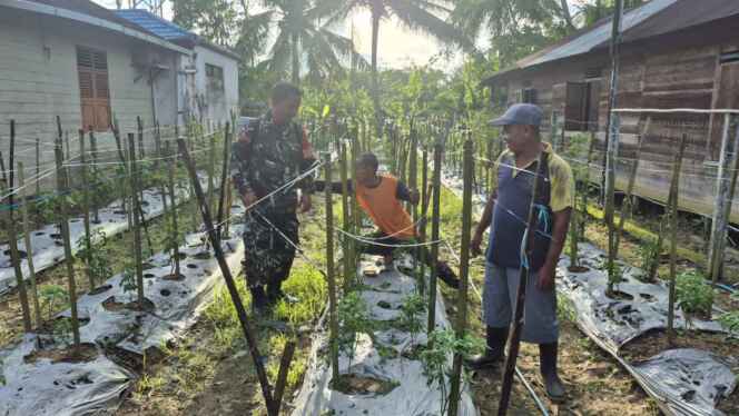 
Babinsa Paya Besar Berikan Pendampingan Perawatan Tanaman Cabe