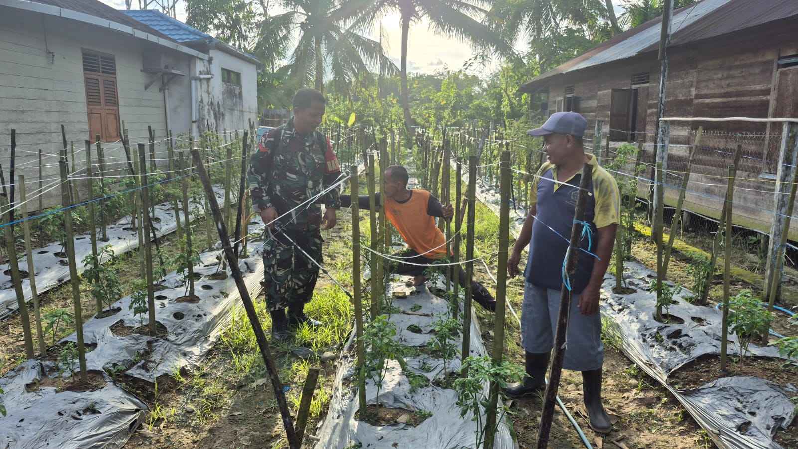 Babinsa Paya Besar Berikan Pendampingan Perawatan Tanaman Cabe