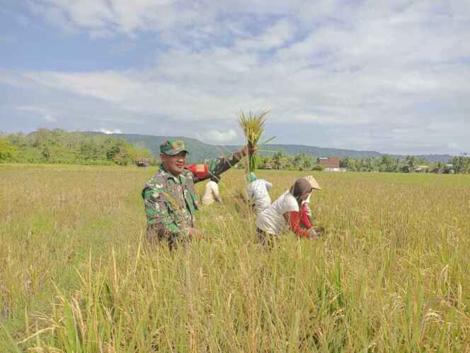 
Babinsa dan Warga Panen Padi Bersama, Wujud Nyata Kedekatan TNI Dengan Rakyat