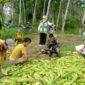 Petani