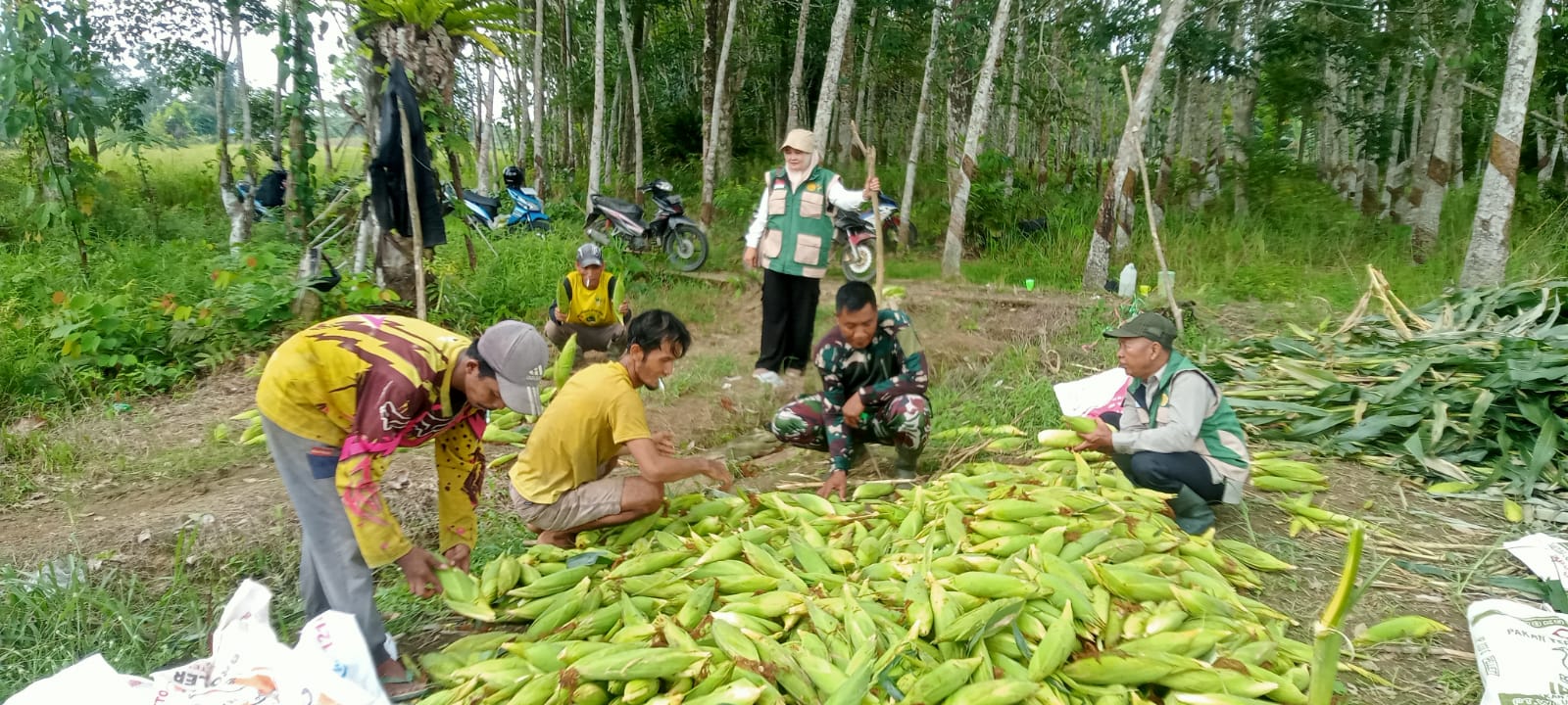 Petani