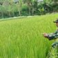 Babinsa Dampingi Petani Mengecek Pertumbuhan Tanaman Padi