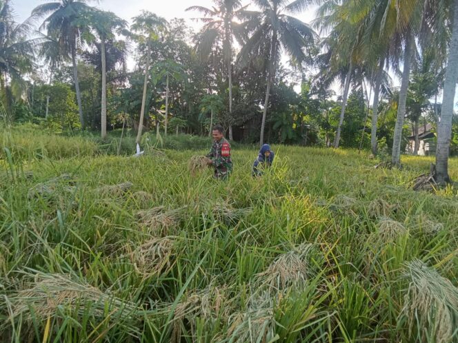 
Babinsa Turun ke Sawah, Hangatkan Kebersamaan Saat Panen Padi di Desa Hapalah